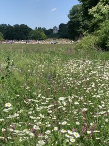 Blumenwiesen mit Blick auf den Monopteros im Hintergrund