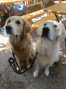 Zwei Golden Retriever namens Marley und Luna