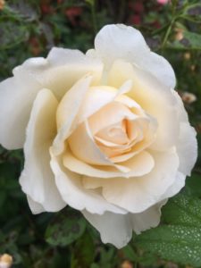 "Weiße Rose"