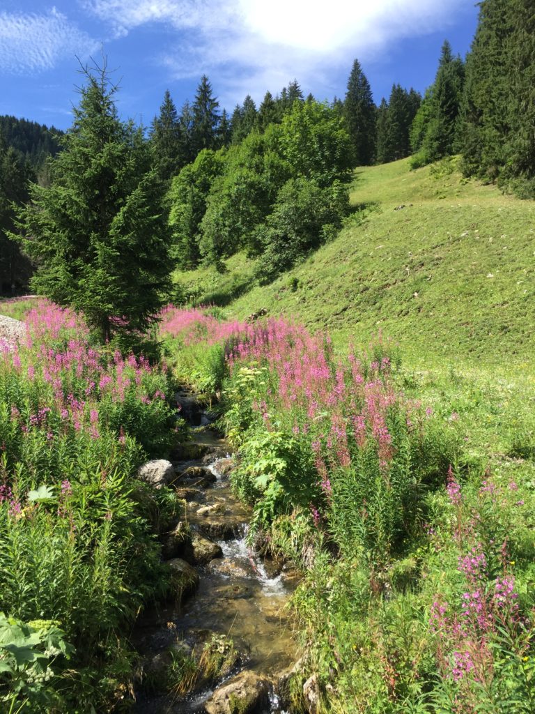 Blühende Wiesen laden zum Wandern ein.