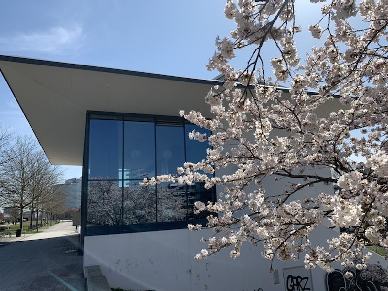 Cafe-Restaurant Ludwig mit japanischen Kirschblüten im Petuelpark